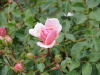 img0178.jpg