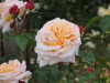 img0181.jpg