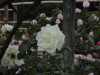 img0190.jpg