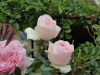 img0191.jpg