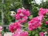 img0194.jpg