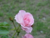 img0196.jpg